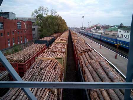 З Прикарпаття й надалі продовжують вивозити ліс цілими ешелонами