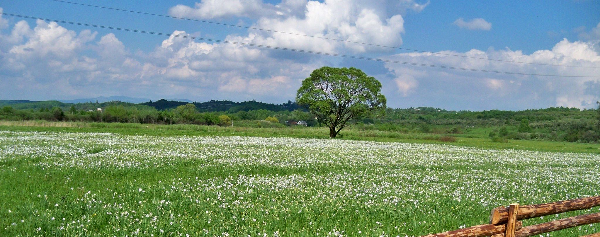 Долина нарцисів, Хуст