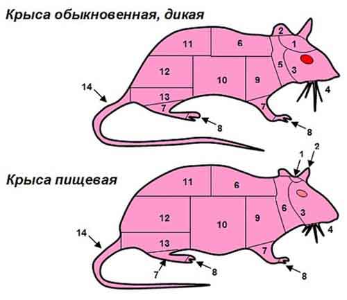 Криза тілесного-2