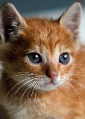 В Україні живе кіт Нацик з тризубом на лобі