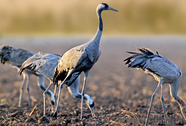 автор Володимир Кучеренко