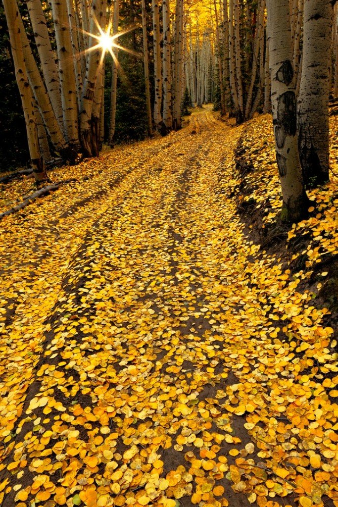 Золото осени (26 фото)