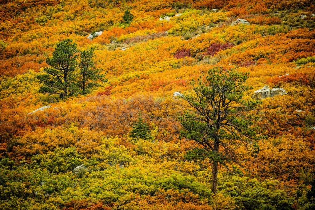 Золото осени (26 фото)
