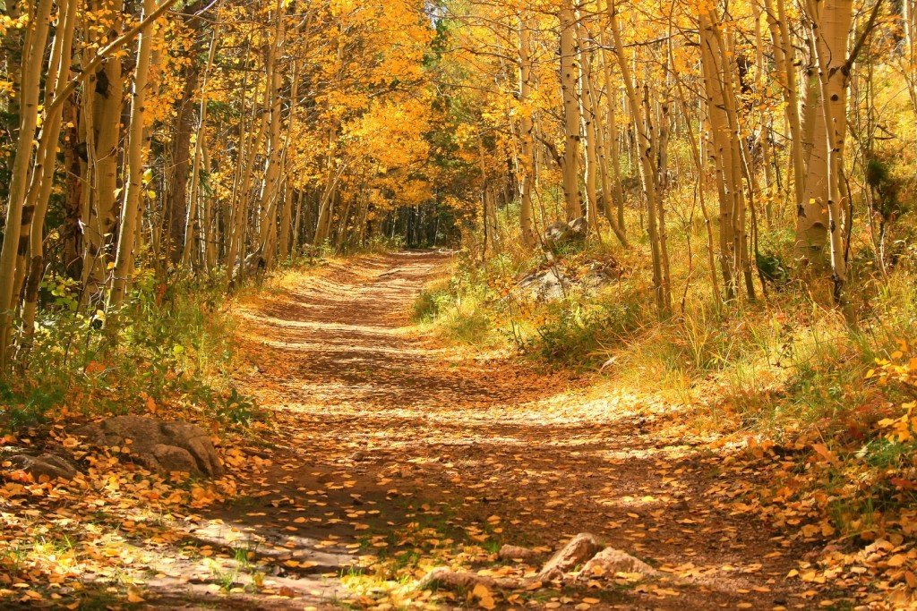Золото осени (26 фото)