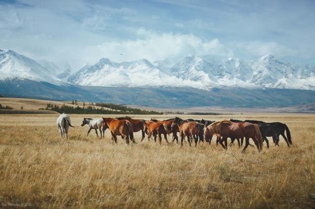 mongolia