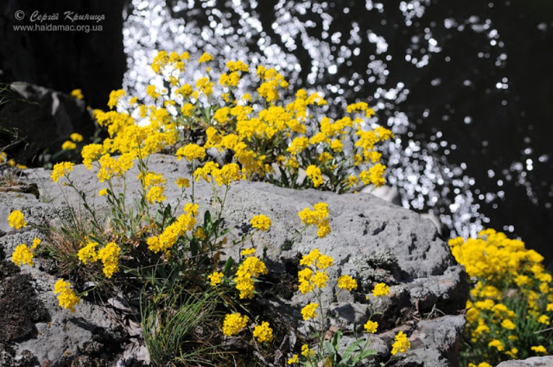 фото: Сергій Криниця