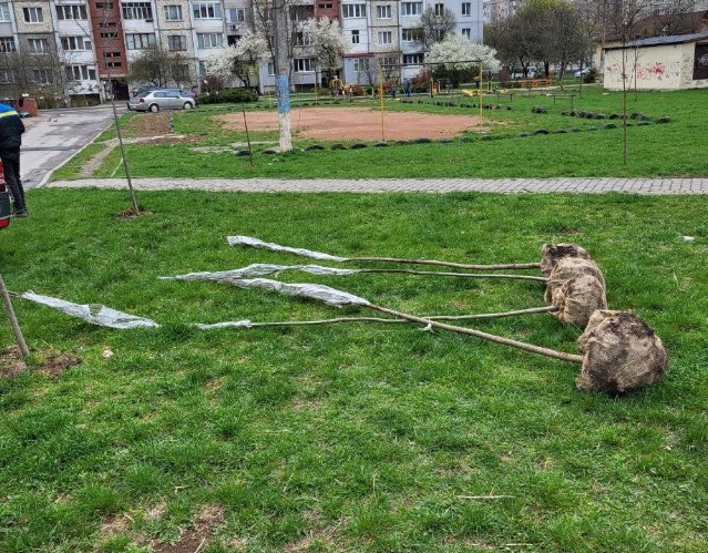 фото: саджанці