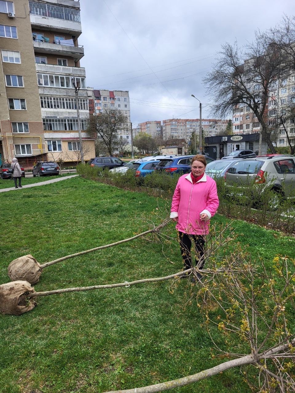 фото: саджанці