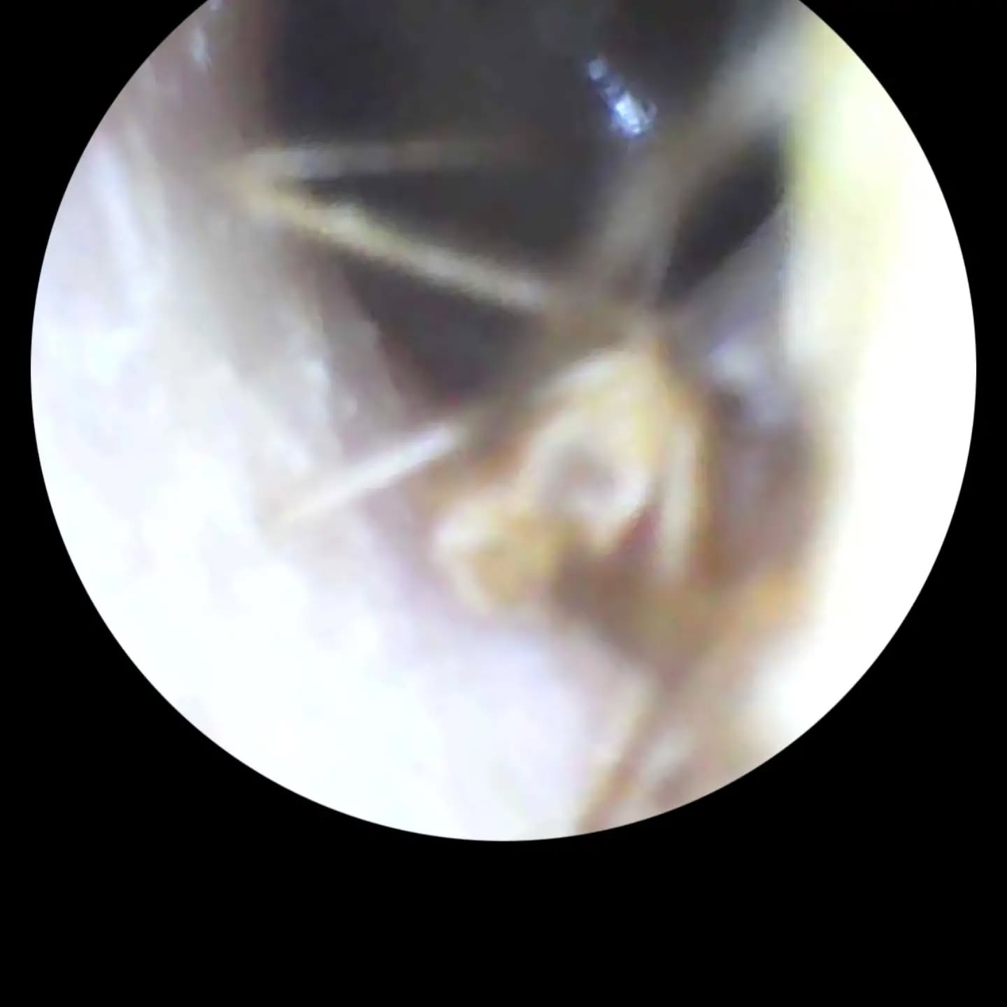 фото: павук