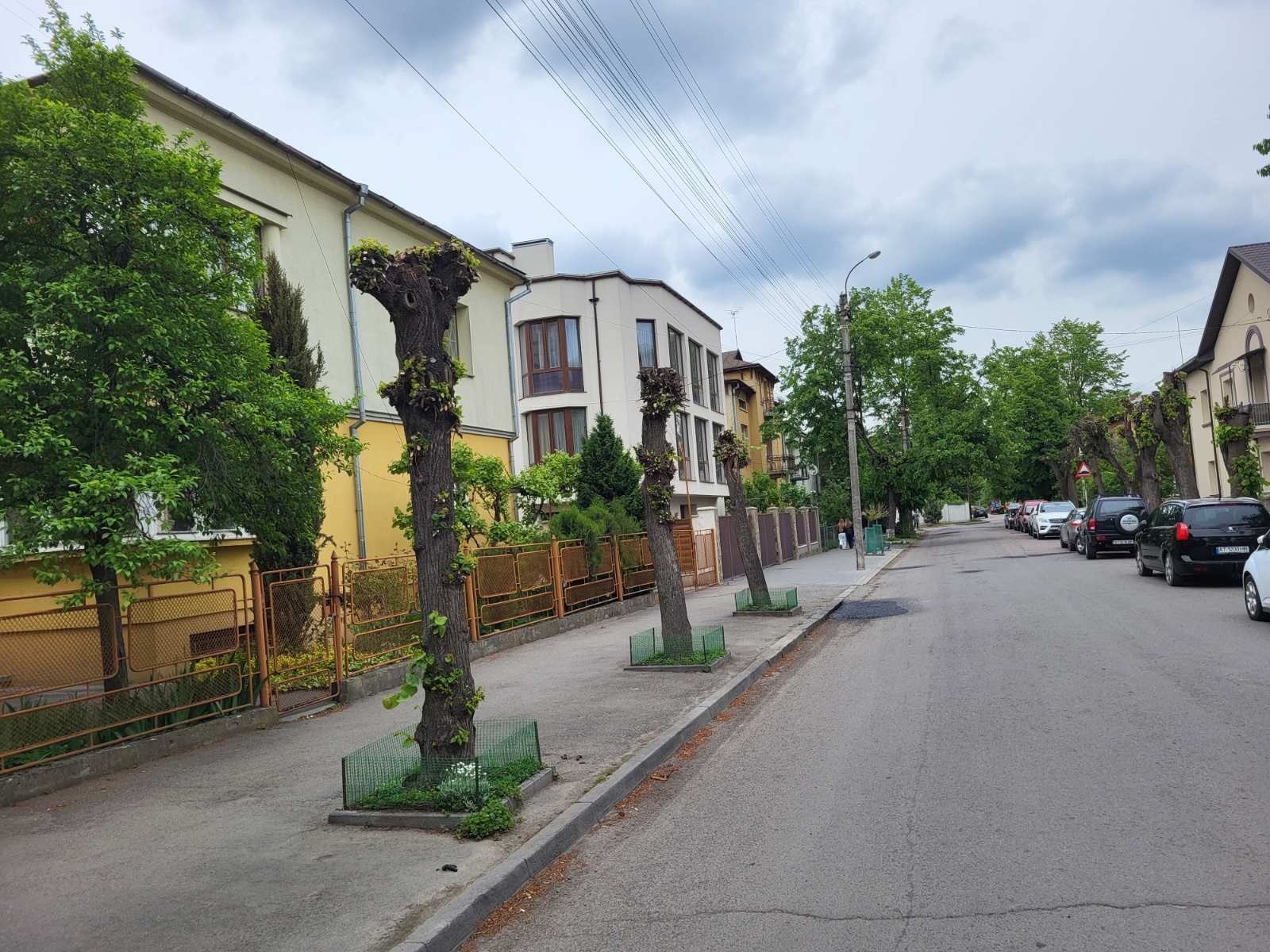 фото: дерева